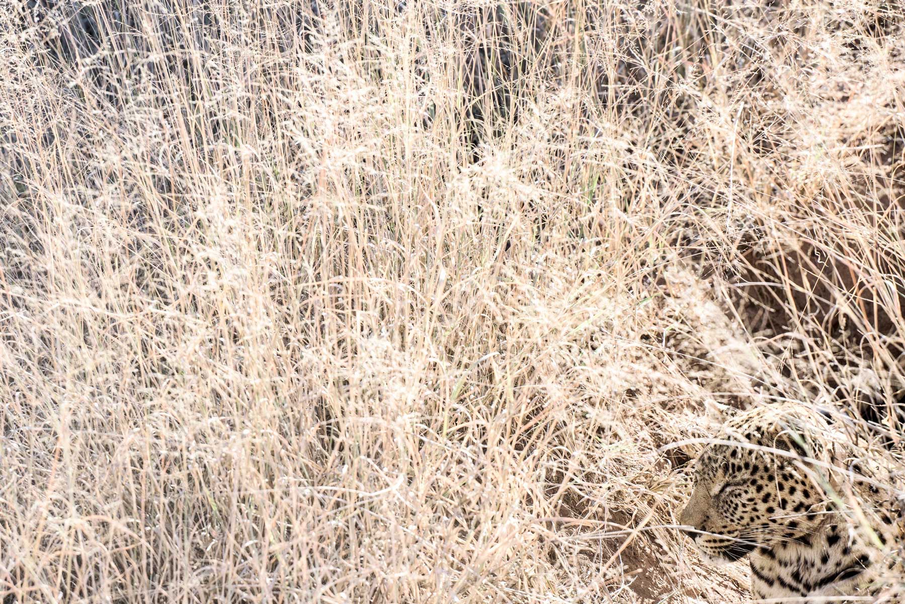 25_leopardo-safari-namibia