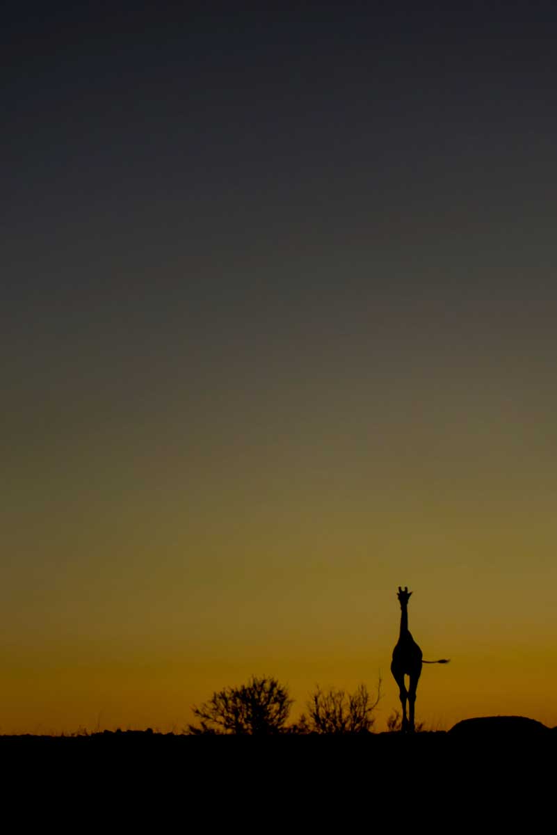 28_zebra-tramonto
