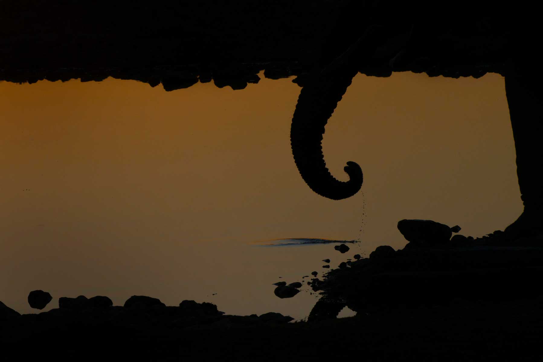 29_elefante-tramonto