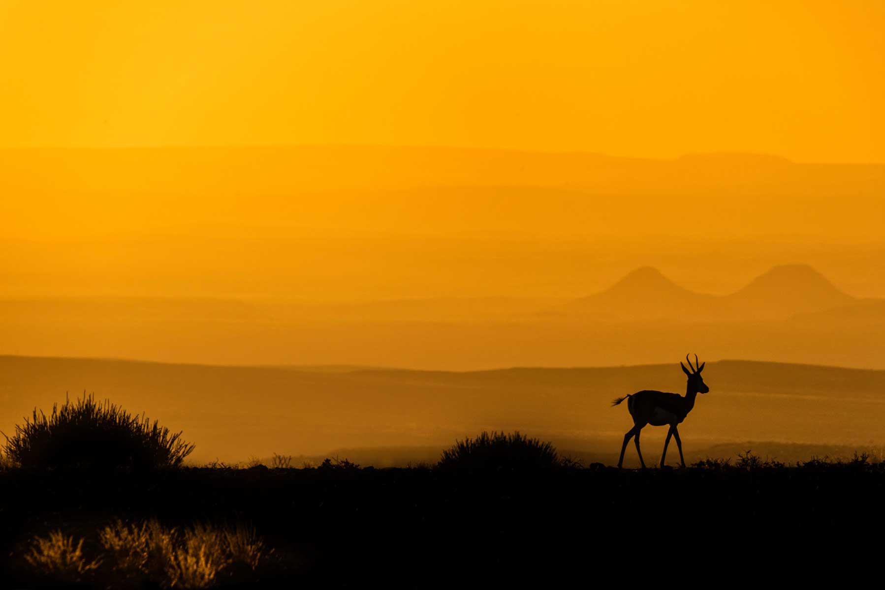 29b_tramonto-gazzella