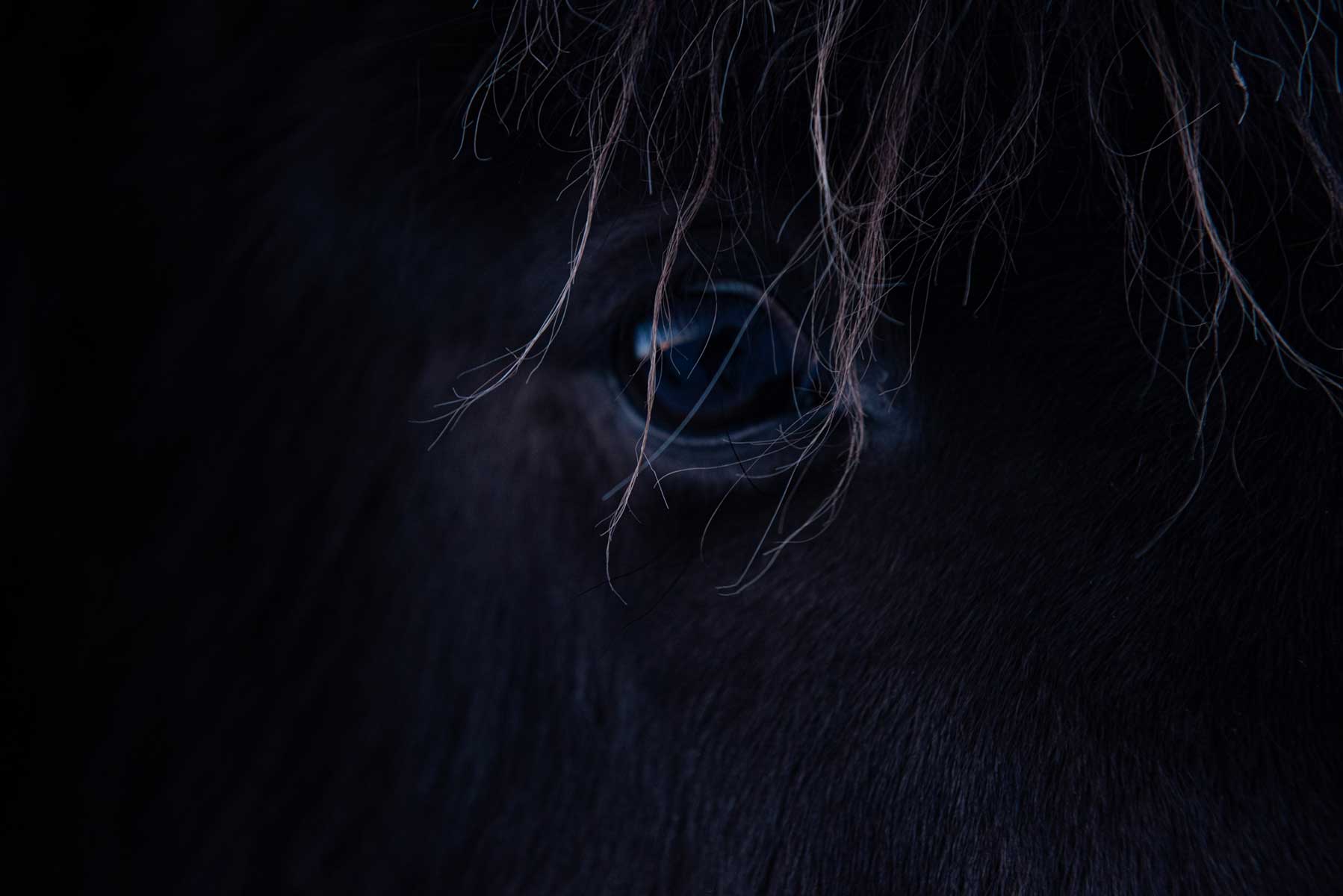 43_dettaglio-occhio-cavallo