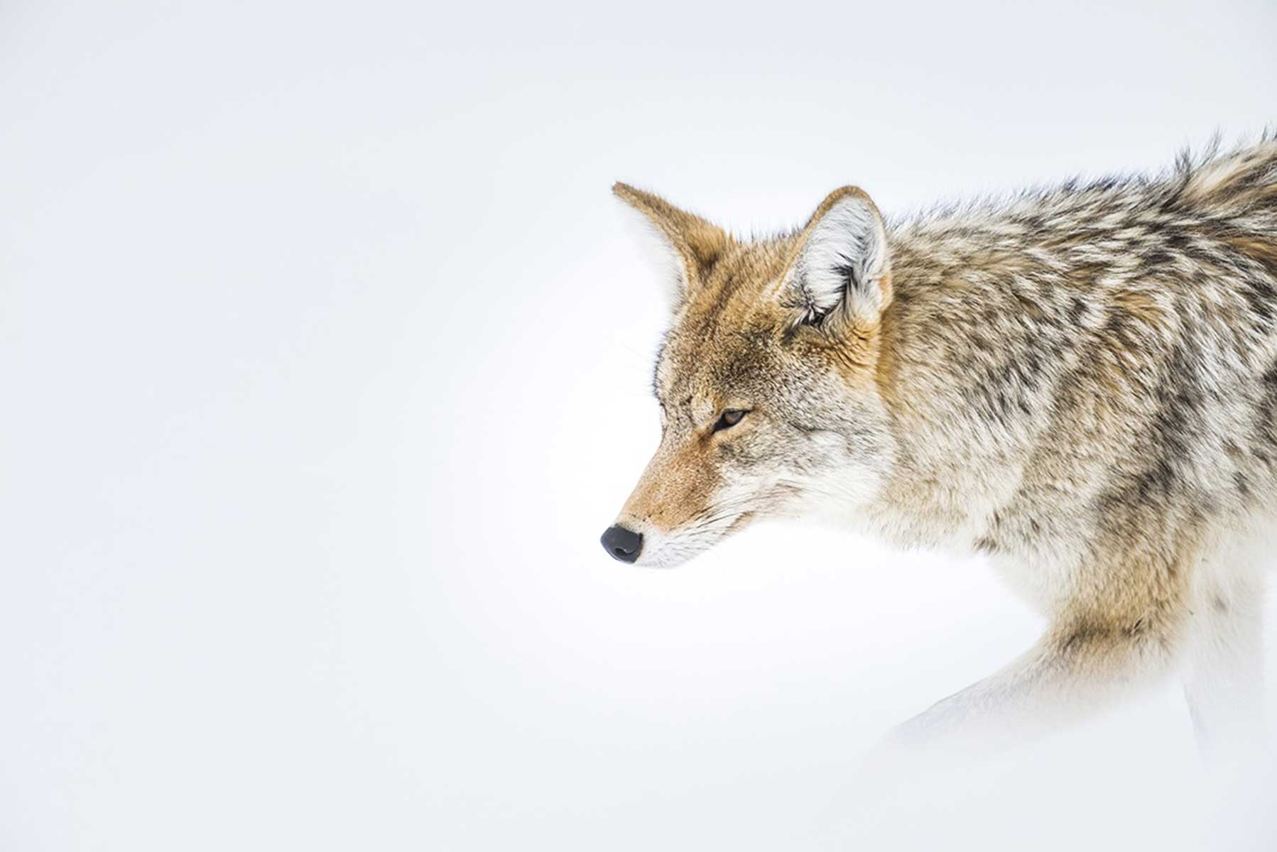 8-yellowstone-inverno-viaggio-fotografico-gayser-natura-coyote