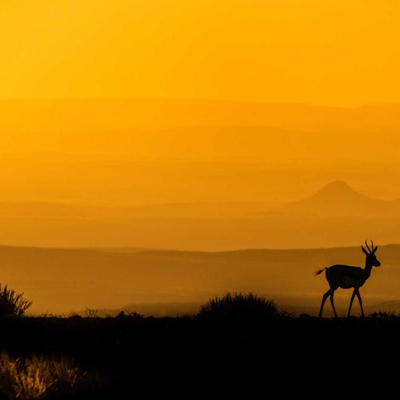 29b_tramonto-gazzella